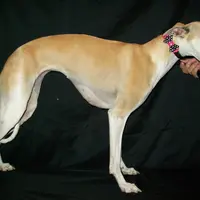 Hold!   Blossom 🌼, a female Whippet for sale in Kansas, KS – Photo 2 of 9