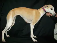 processed/7495ceb4-67df-4276-b889-f39171bf436b/listing/b907b562-e98d-4f36-803e-ceaeb79c5af8/5a27c8c6-8aaa-4121-ad8a-2f121b96eff8