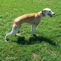 Hold!   Blossom 🌼, a female Whippet for sale in Kansas, KS – Photo 8 of 9