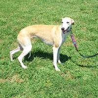 Hold!   Blossom 🌼, a female Whippet for sale in Kansas, KS – Photo 6 of 9
