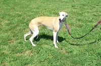 processed/7495ceb4-67df-4276-b889-f39171bf436b/listing/b907b562-e98d-4f36-803e-ceaeb79c5af8/c9353310-bddc-4e5a-9b6b-8efd279d9fe0