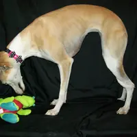 Hold!   Blossom 🌼, a female Whippet for sale in Kansas, KS – Photo 1 of 9