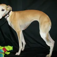 Hold!   Blossom 🌼, a female Whippet for sale in Kansas, KS – Photo 3 of 9