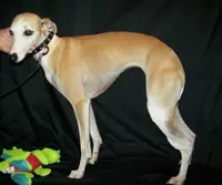 processed/7495ceb4-67df-4276-b889-f39171bf436b/listing/b907b562-e98d-4f36-803e-ceaeb79c5af8/d8e35307-9102-4600-9af0-82ace60cfa76