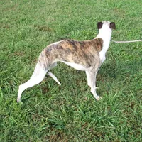 Polly , a female Whippet for sale in Kansas, KS – Photo 8 of 9