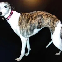 Polly , a female Whippet for sale in Kansas, KS – Photo 4 of 9