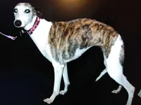 processed/7495ceb4-67df-4276-b889-f39171bf436b/listing/ba12f58b-218b-4e81-8228-babe1a893933/6fc8dc26-8a18-4c15-bc99-4721591d6c5b