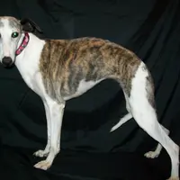 Polly , a female Whippet for sale in Kansas, KS – Photo 2 of 9