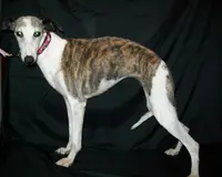 processed/7495ceb4-67df-4276-b889-f39171bf436b/listing/ba12f58b-218b-4e81-8228-babe1a893933/b6c67005-c9ef-41bb-8d4b-a447d88d0821