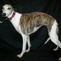 Polly , a female Whippet for sale in Kansas, KS – Photo 1 of 9