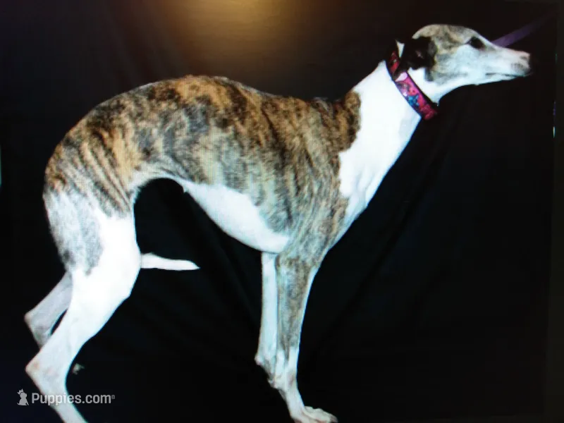 Polly – Whippet puppy for sale in Kansas, KS