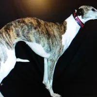 Polly , a female Whippet for sale in Kansas, KS – Photo 3 of 9