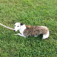 Polly , a female Whippet for sale in Kansas, KS – Photo 7 of 9