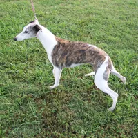 Polly , a female Whippet for sale in Kansas, KS – Photo 5 of 9