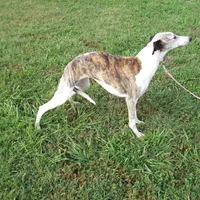 Polly , a female Whippet for sale in Kansas, KS – Photo 6 of 9