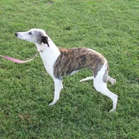 Polly , a female Whippet for sale in Kansas, KS – Photo 9 of 9