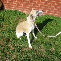 COOKIE AKC hold, a female Whippet for sale in Kansas, KS – Photo 10 of 10