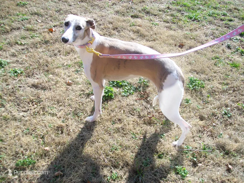 COOKIE AKC  – Whippet puppy for sale in Chanute, KS