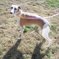 COOKIE AKC hold, a female Whippet for sale in Kansas, KS – Photo 6 of 10