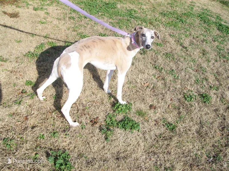 COOKIE AKC  – Whippet puppy for sale in Chanute, KS