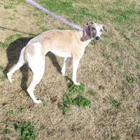 COOKIE AKC hold, a female Whippet for sale in Kansas, KS – Photo 3 of 10