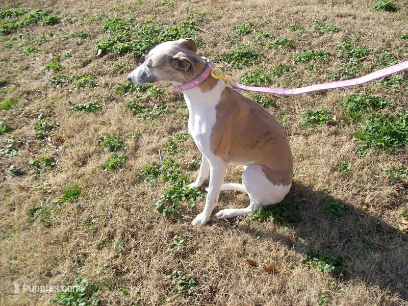 COOKIE AKC  – Whippet puppy for sale in Kansas, KS