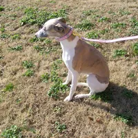 COOKIE AKC hold, a female Whippet for sale in Kansas, KS – Photo 2 of 10