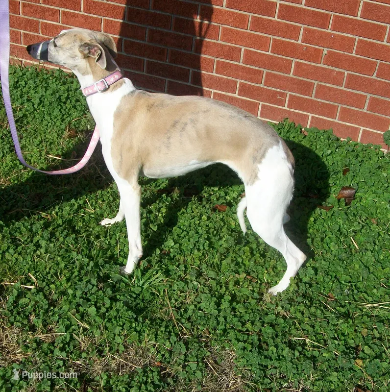 COOKIE AKC  – Whippet puppy for sale in Kansas, KS