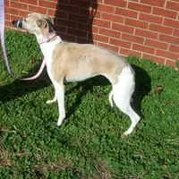 COOKIE AKC hold, a female Whippet for sale in Kansas, KS – Photo 5 of 10