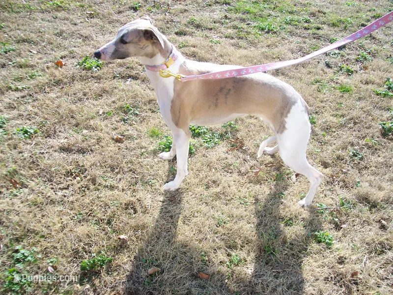 COOKIE AKC  – Whippet puppy for sale in Kansas, KS
