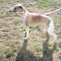 COOKIE AKC hold, a female Whippet for sale in Kansas, KS – Photo 4 of 10