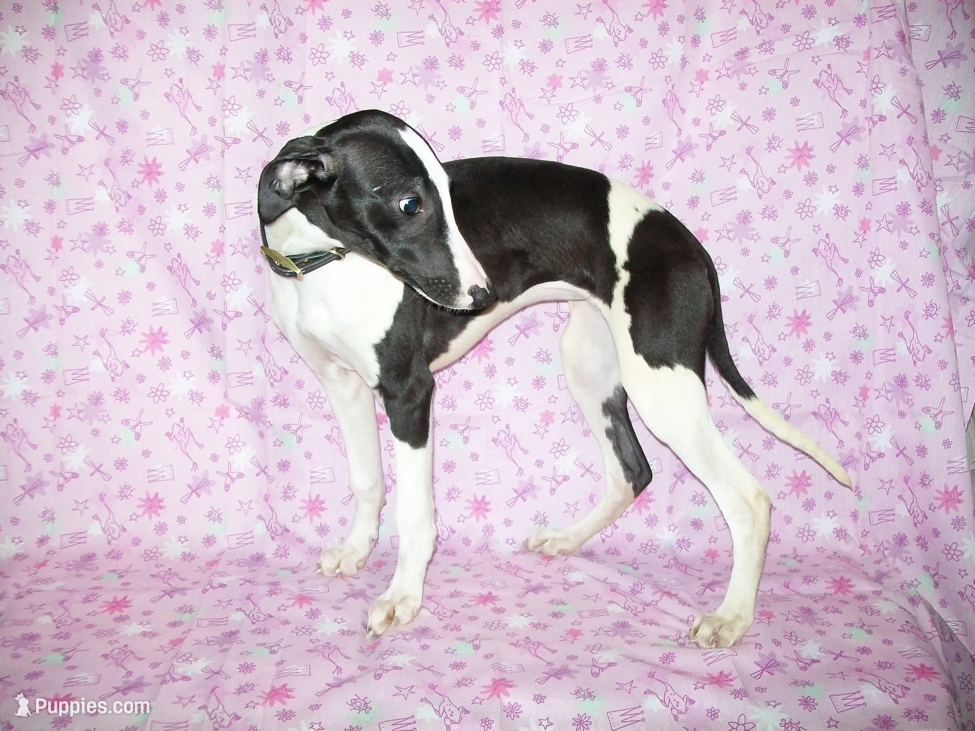 AKC Puzzle , a female Whippet for sale in Kansas, KS – 1 of 10