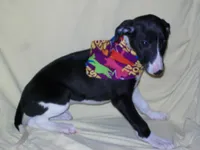 Magician ✨, a male Whippet for sale in Kansas, KS – Photo 6 of 7