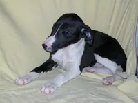 Magician ✨, a male Whippet for sale in Kansas, KS – Photo 3 of 7