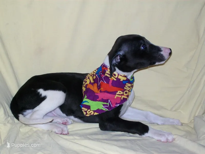 Magician ✨ – Whippet puppy for sale in Kansas, KS