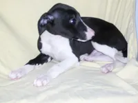 Magician ✨, a male Whippet for sale in Kansas, KS – Photo 7 of 7