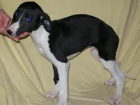 Magician ✨, a male Whippet for sale in Kansas, KS – Photo 5 of 7