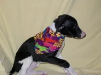 Magician ✨, a male Whippet for sale in Kansas, KS – Photo 4 of 7