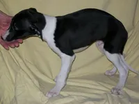 Magician ✨, a male Whippet for sale in Kansas, KS – Photo 2 of 7