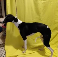 Mandy AKC, a female Whippet for sale in Chanute, KS – 6 of 8