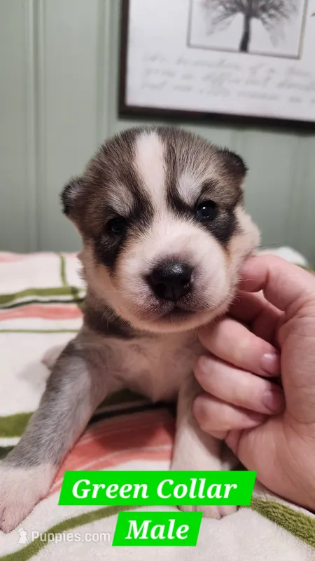 Green Collar – Siberian Husky puppy for sale in Wilson, NC