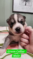 Green Collar, a male Siberian Husky for sale in Wilson, NC – 1 of 3