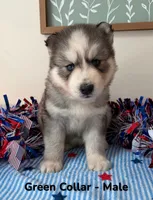 Green Collar, a male Siberian Husky for sale in Wilson, NC – 2 of 3