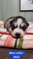 Blue Collar, a male Siberian Husky for sale in Wilson, NC – 2 of 3