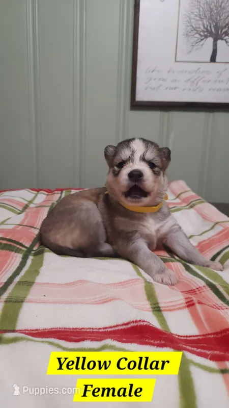 Yellow Collar – Siberian Husky puppy for sale in Wilson, NC