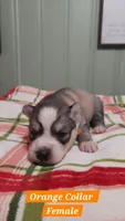 Orange Collar, a female Siberian Husky for sale in Wilson, NC – 2 of 3