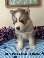 Dark Pink Collar , a female Siberian Husky for sale in Wilson, NC – 3 of 3