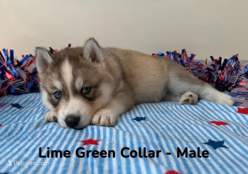Lime Green Collar – Siberian Husky puppy for sale in Wilson, NC