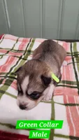 Green Collar, a male Siberian Husky for sale in Wilson, NC – 2 of 3