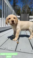 Light Green Collar, a male Labrador Retriever for sale in Wilson, NC – Photo 4 of 4